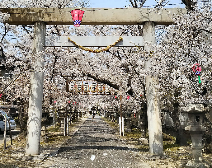 20190407cherry blossoms.jpg